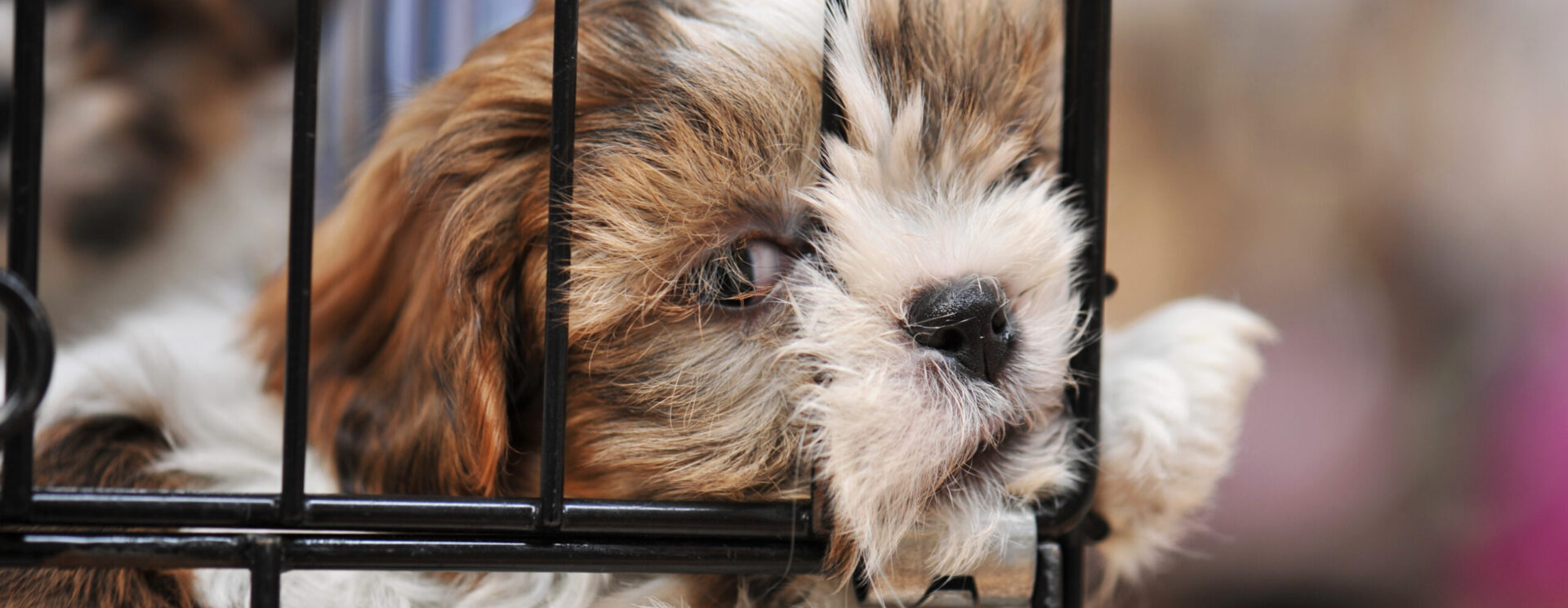 Chien dans une cage