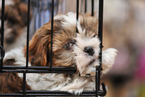 Chien dans une cage