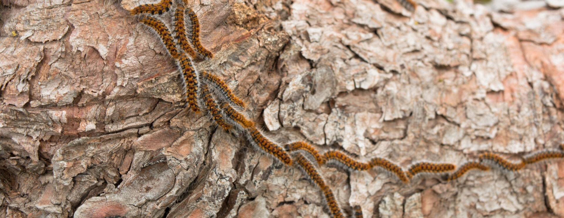 Chenisse processionnaires