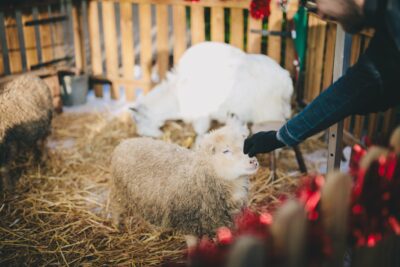 Homme qui caresse un mouton - Agrandir l'image 4 sur 24, fenêtre modale