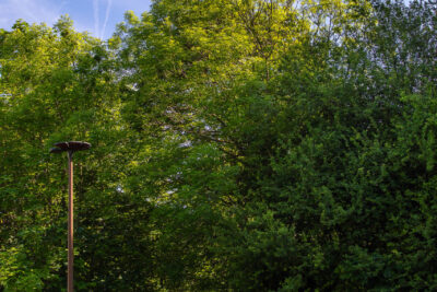 Chemin entre les arbres - Agrandir l'image 5 sur 8, fenêtre modale