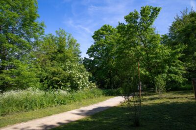 Chemin entre l'herbe et les arbres - Agrandir l'image 7 sur 8, fenêtre modale