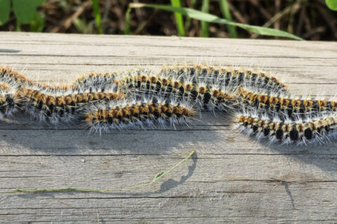 Chenilles processionnaires